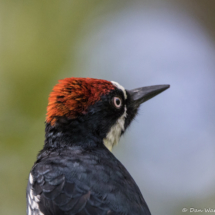 Acorn Woodpecker Up Close-04