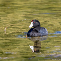 American Coot-01