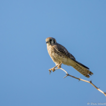 American Kestrel-01