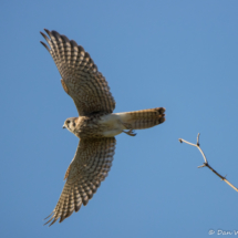 American Kestrel-02