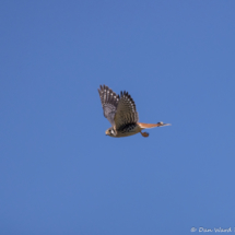 American Kestrel-03