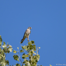 American Kestrel-04