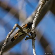 American Redstart-Male-01