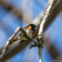 American Redstart-Male-02