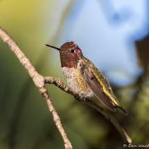 Anna's Hummingbird-Male-02