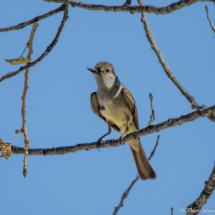 Ash-throated Flycatcher-03