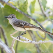 Ash-throated Flycatcher-07