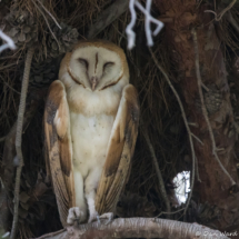 Barn Owl-02
