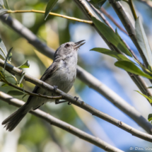 Bell's Vireo-07
