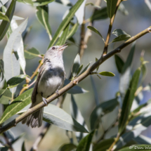 Bell's Vireo-19