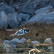 Belted Kingfisher-04