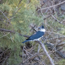 Belted Kingfisher-05