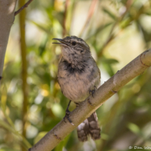 Bewick's Wren-02