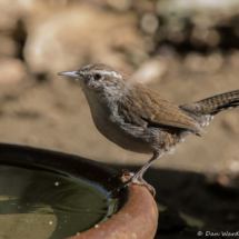 Bewick's Wren-09