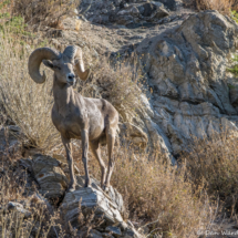 Bighorn Sheep-02