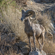 Bighorn Sheep-03