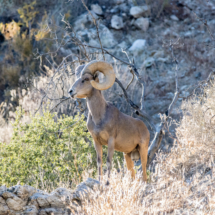 Bighorn Sheep-09