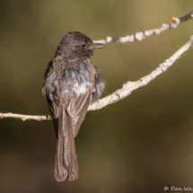 Black Phoebe-02