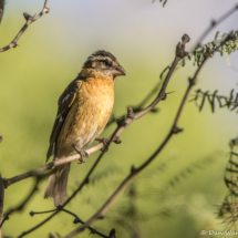 Black-headed Grosbeak-Female-04
