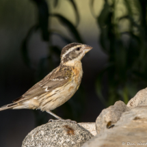 Black-headed Grosbeak-Female-06