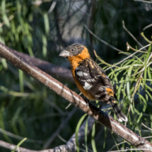Black-headed Grosbeak-Male-04