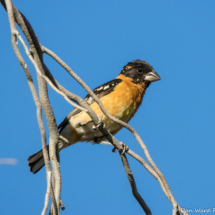Black-headed Grosbeak-Male-09