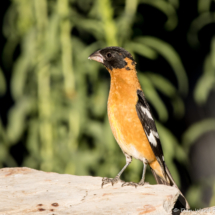 Black-headed Grosbeak-Male-10