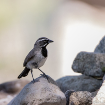 Black-throated Sparrow-05