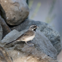 Black-throated Sparrow-11
