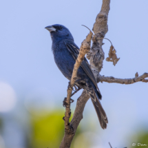 Blue Gorbeak+Lazuli-Indigo Bunting Hybrid-07