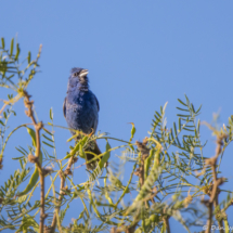 Blue Grosbeak-01