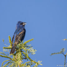 Blue Grosbeak-06