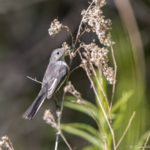 Blue-gray Gnatcatcher-15