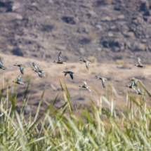 Blue-winged Teals-03