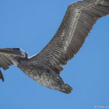Brown Pelican in Flight-03