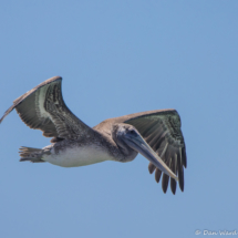 Brown Pelican in Flight-04