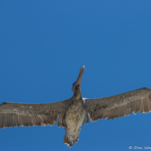 Brown Pelican in Flight-07