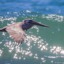 Brown Pelican in Flight-09