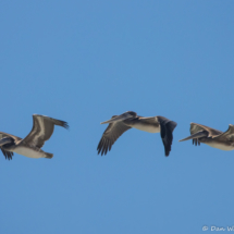 Brown Pelicans in Flight-01