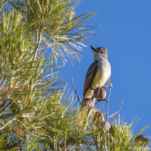 Brown-crested Flycatcher-04