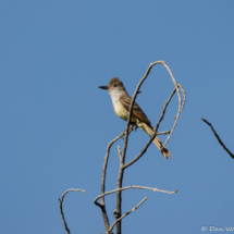 Brown-crested Flycatcher-12