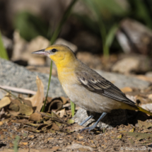 Bullock's Oriole-Female-09