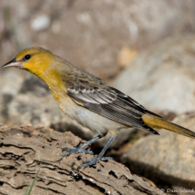 Bullock's Oriole-Female-17