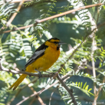 Bullock's Oriole-Male-01