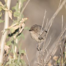Bushtit-03