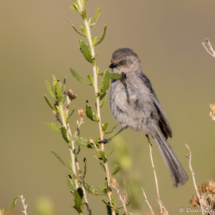 Bushtit-07