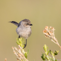 Bushtit-08