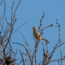 Cactus Wren-02
