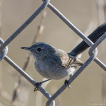 California Gnatcatcher-01