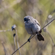 California Gnatcatcher-03